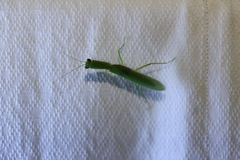 Orthodera