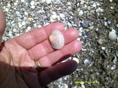 Katelysia rhytiphora