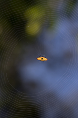 Gasteracantha quadrispinosa