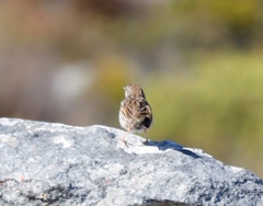 Cisticola subruficapilla