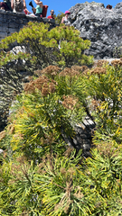 Hymenolepis crithmifolia