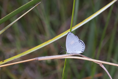 Candalides xanthospilos