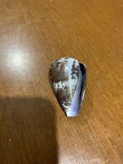 Conus papilliferus
