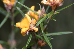 Pultenaea paleacea