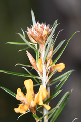Pultenaea paleacea