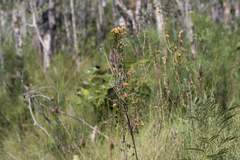 Pultenaea paleacea
