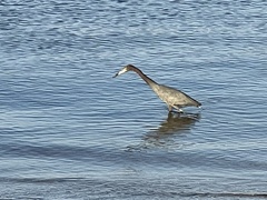 Egretta caerulea