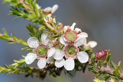 Leptospermum liversidgei