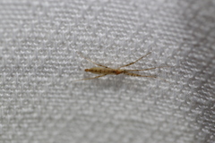 Styringomyia