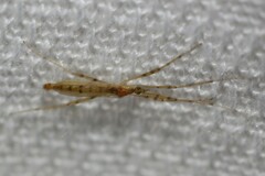 Styringomyia