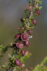 Leptospermum liversidgei