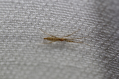 Styringomyia