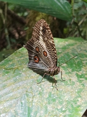 Dasyophthalma creusa