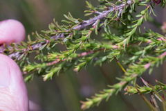 Leptospermum liversidgei