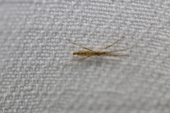 Styringomyia