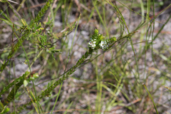 Baeckea imbricata