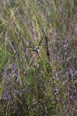 Leptospermum liversidgei