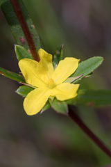 Hibbertia salicifolia