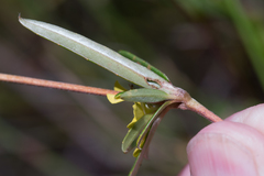 Hibbertia salicifolia