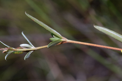 Hibbertia salicifolia