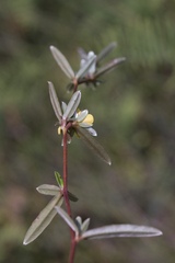 Hibbertia salicifolia