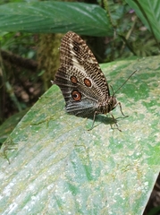 Dasyophthalma creusa