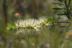Melaleuca pachyphylla