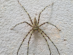 Heteropoda boiei