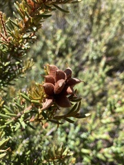 Orites revolutus
