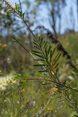 Melaleuca pachyphylla