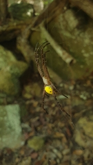 Cyrtophora cylindroides