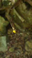 Cyrtophora cylindroides