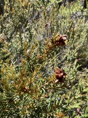 Orites revolutus