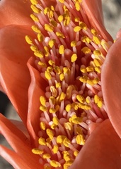 Haemanthus coccineus