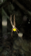 Cyrtophora cylindroides