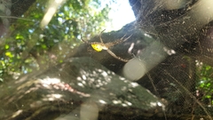 Cyrtophora cylindroides