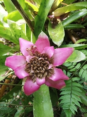 Canistrum cyathiforme