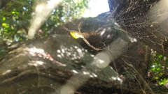 Cyrtophora cylindroides