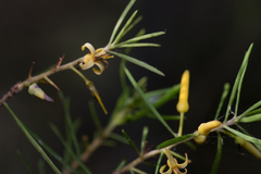 Persoonia linearis