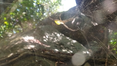 Cyrtophora cylindroides