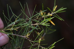 Persoonia linearis