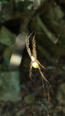 Cyrtophora cylindroides