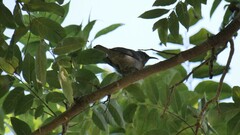 Myzomela obscura