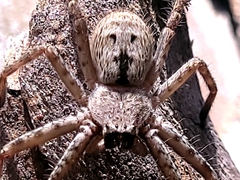Deleninae