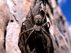 Deleninae