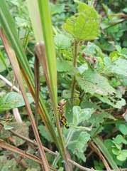 Zoniopoda tarsata