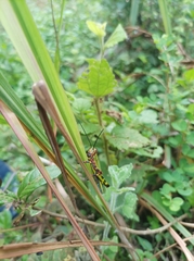 Zoniopoda tarsata
