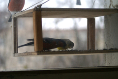 Chloris chloris