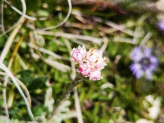 Antennaria dioica