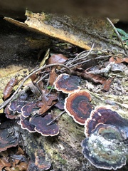 Microporus affinis